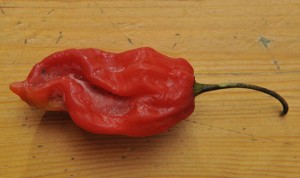 naga chilli picture